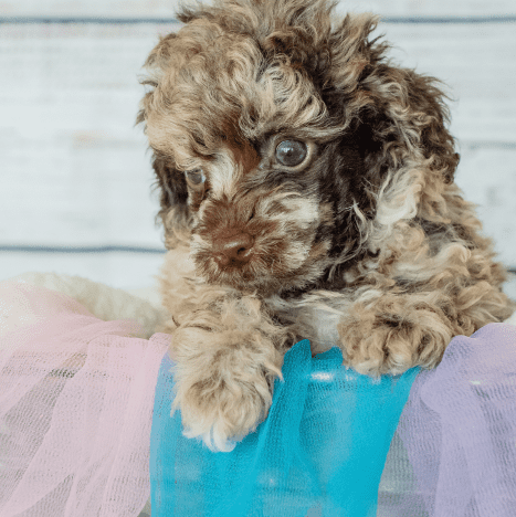 Home - Stormie’s Doodles Best Goldendoodle Breeder Florida